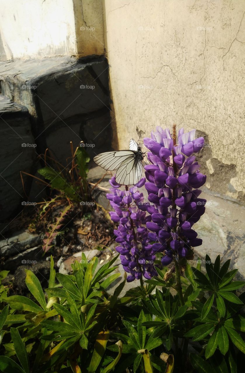 plant butterfly