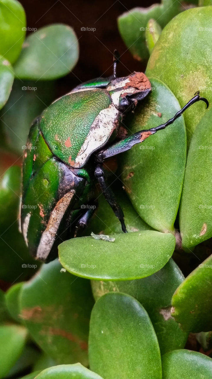 green beetle sitting on some leafs