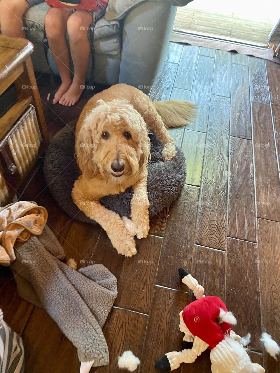 The dog seems to be comfortably lying on a small, round bed, with its front paws crossed. It looks relaxed and content, surrounded by a few toys, suggesting it might be taking a break from playtime.