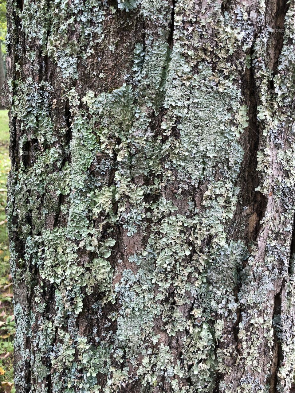 Tree bark 