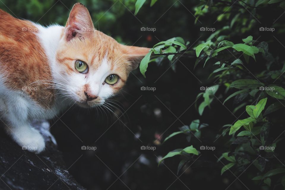 Cat looking in nature