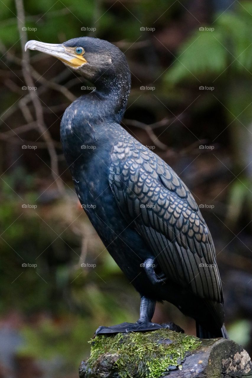 Cormorant 