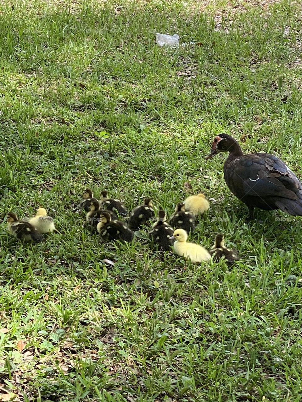 A duck and family