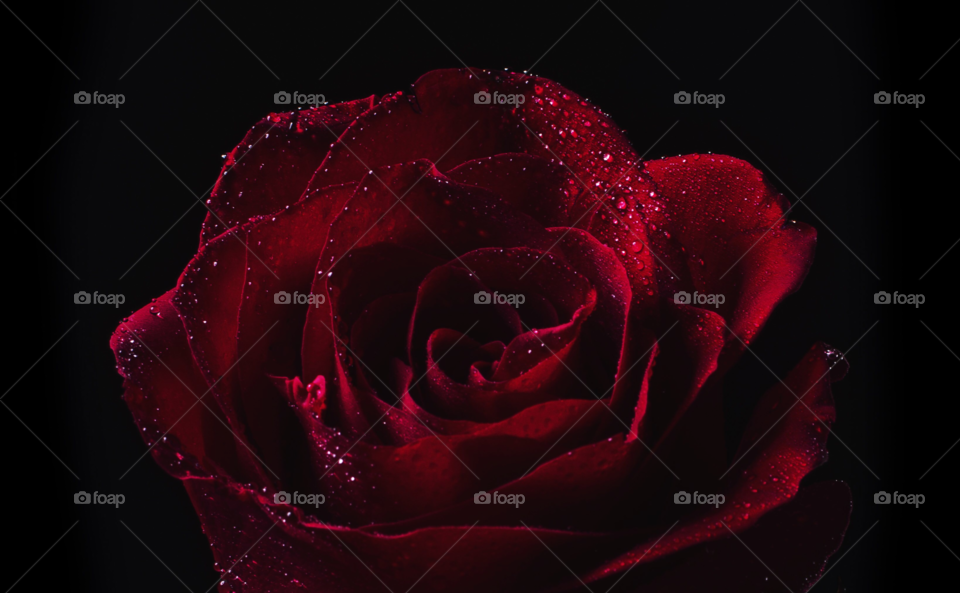 Red rose with dew drops 