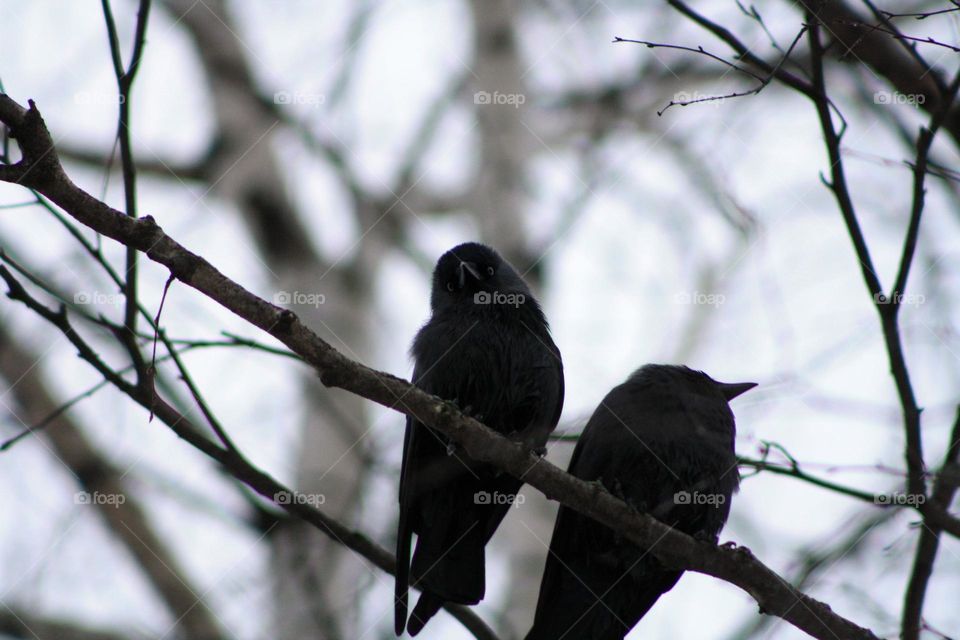 Black birds