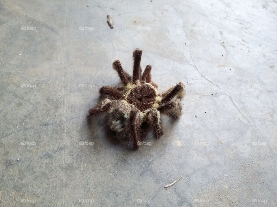 A big spider