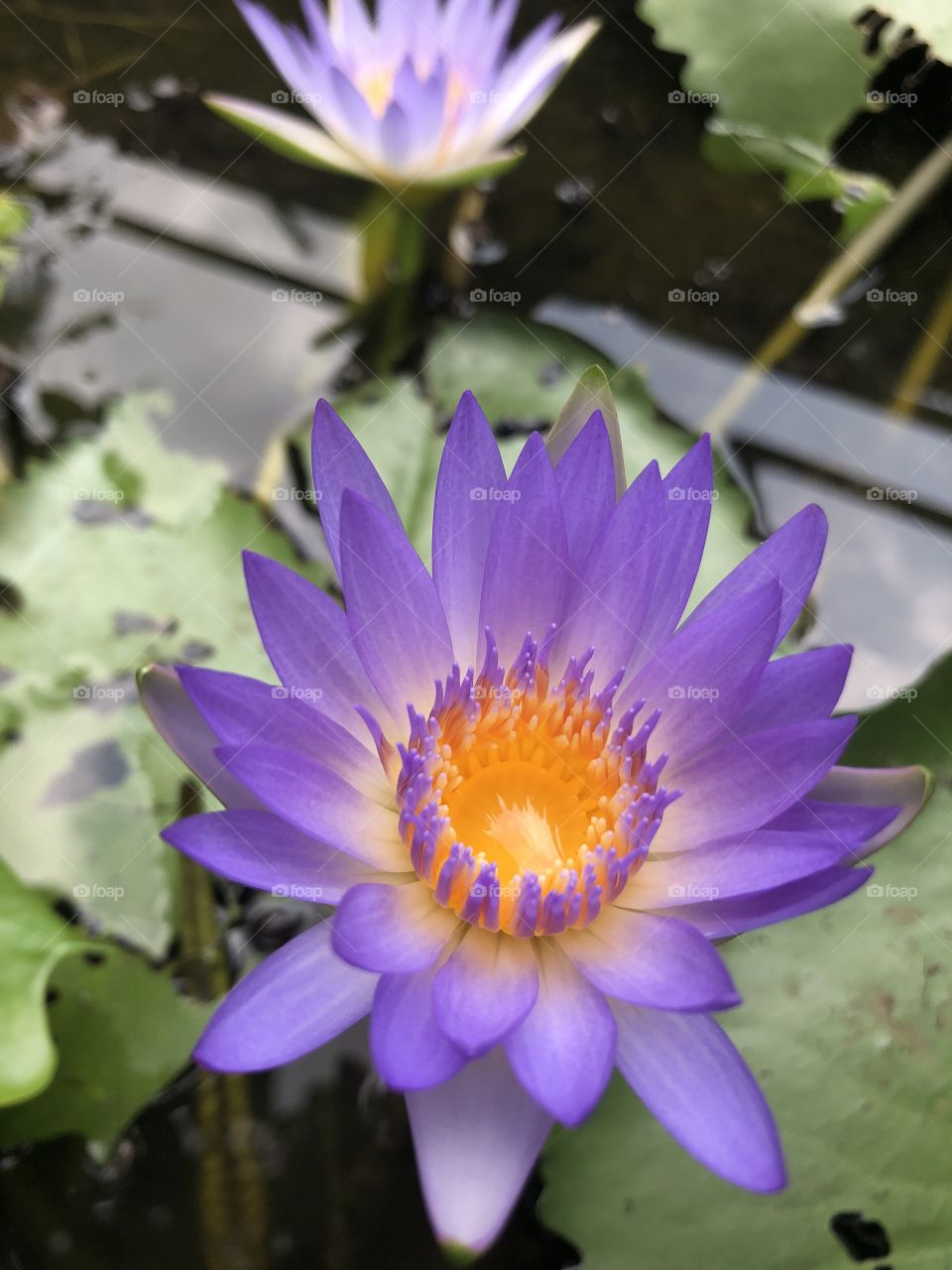 Lavender Lotus 