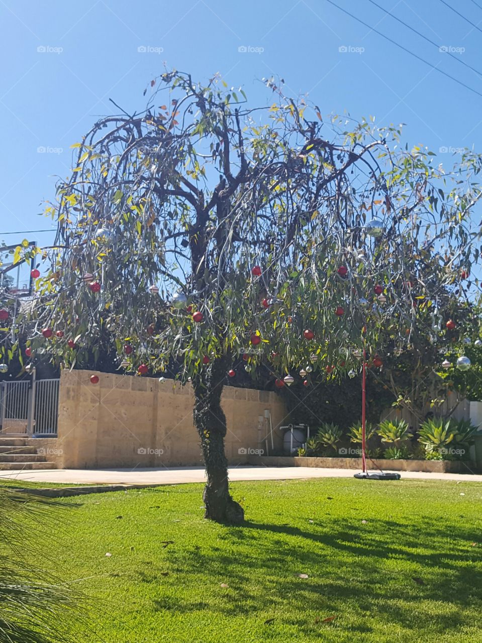 Christmas tree in Perth