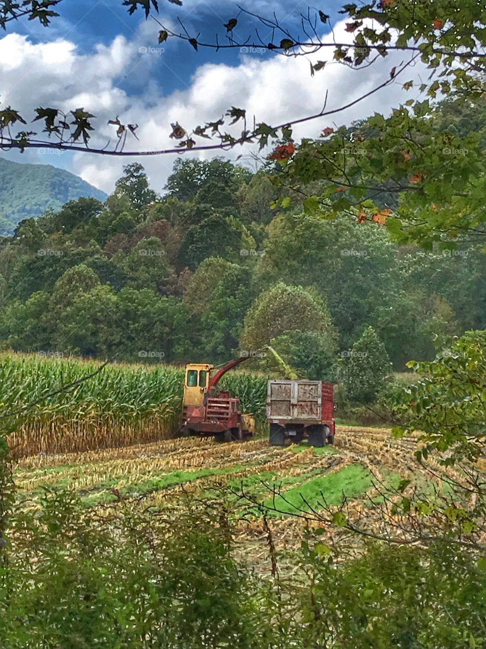 Truck and equipment for harvesting a corn crop 