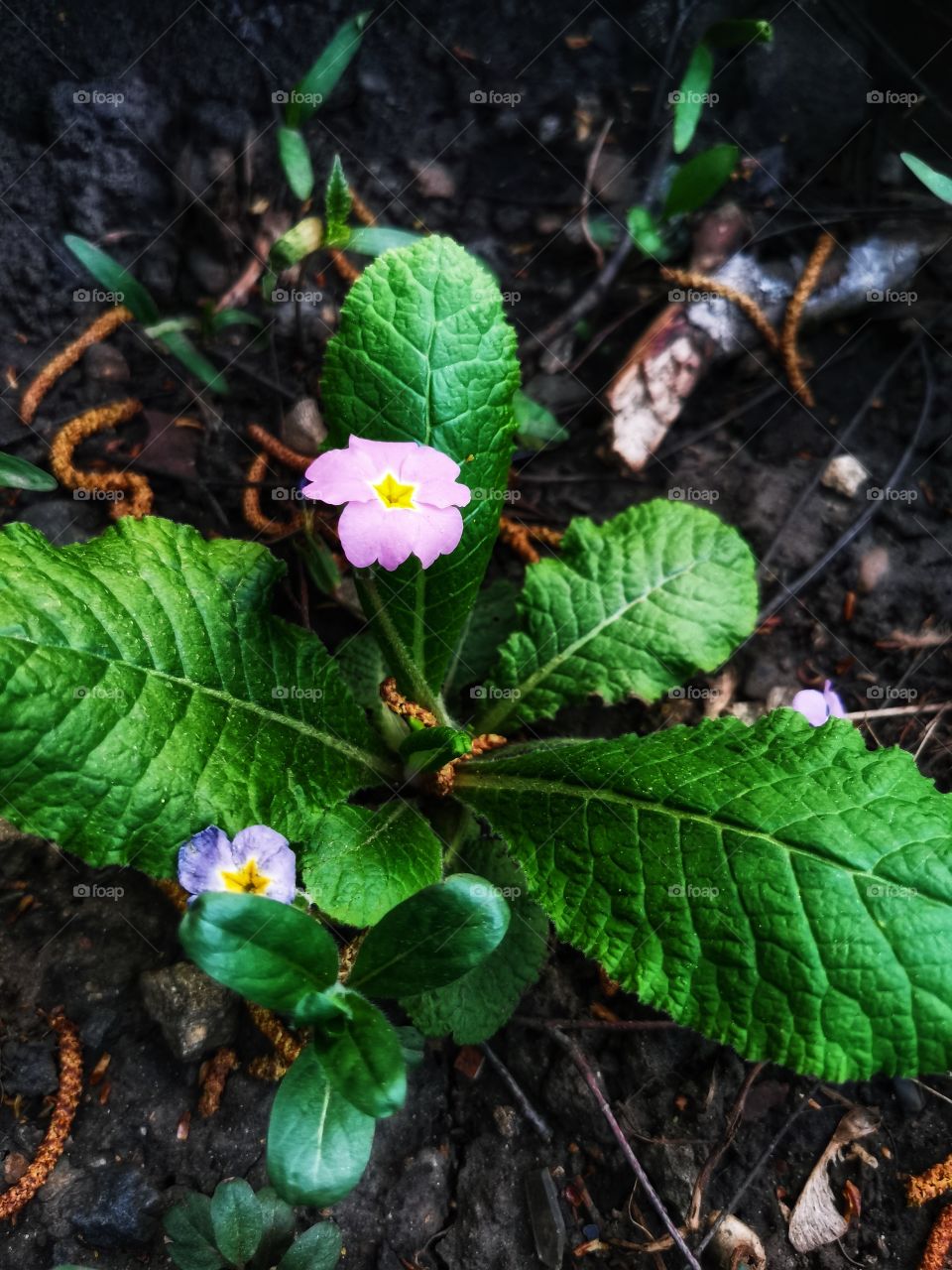 Color day outdoor nature greens wild forest