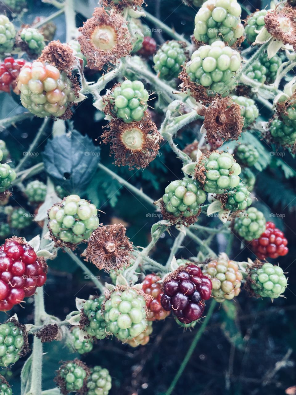 Wild raspberries in a cool vivid colour hue coming into season!