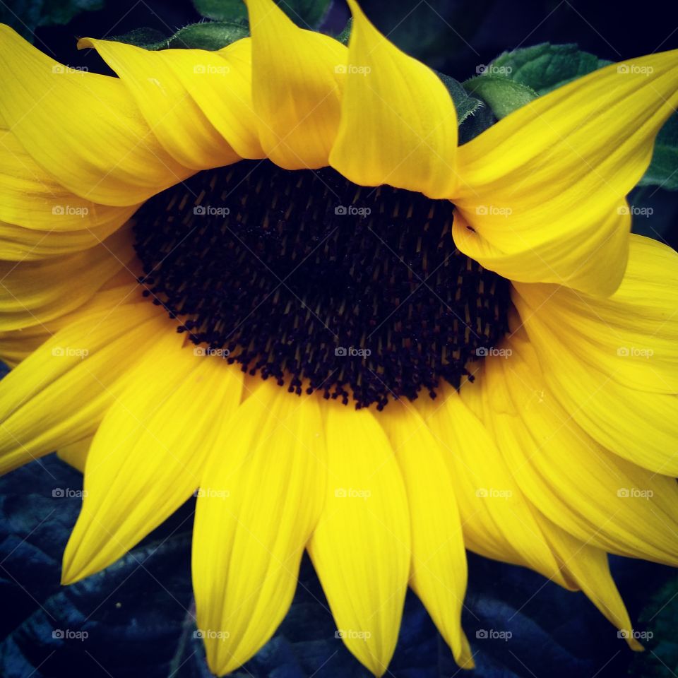 sunflower. yellow