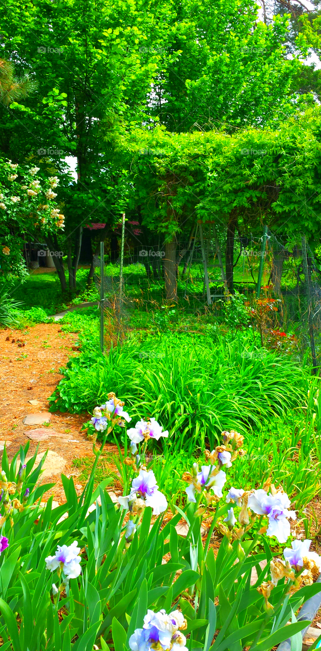 Carolyn's Backyard Garden