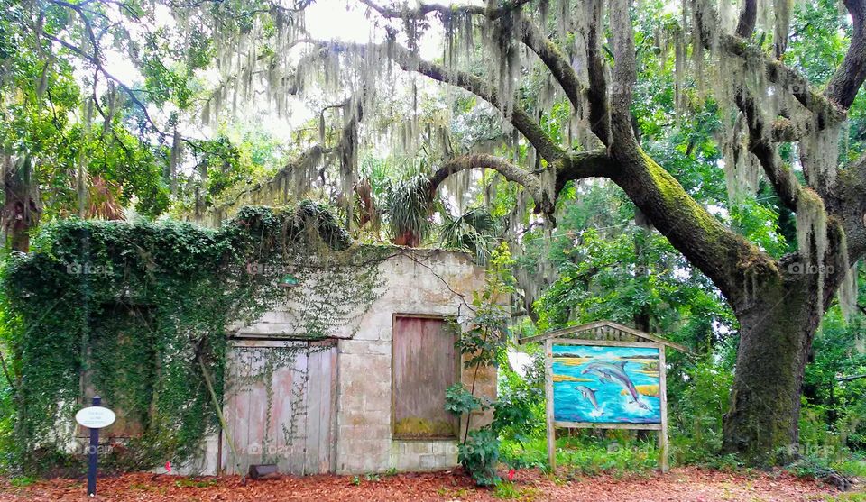 Abandoned beauty in Bluffton, SC!