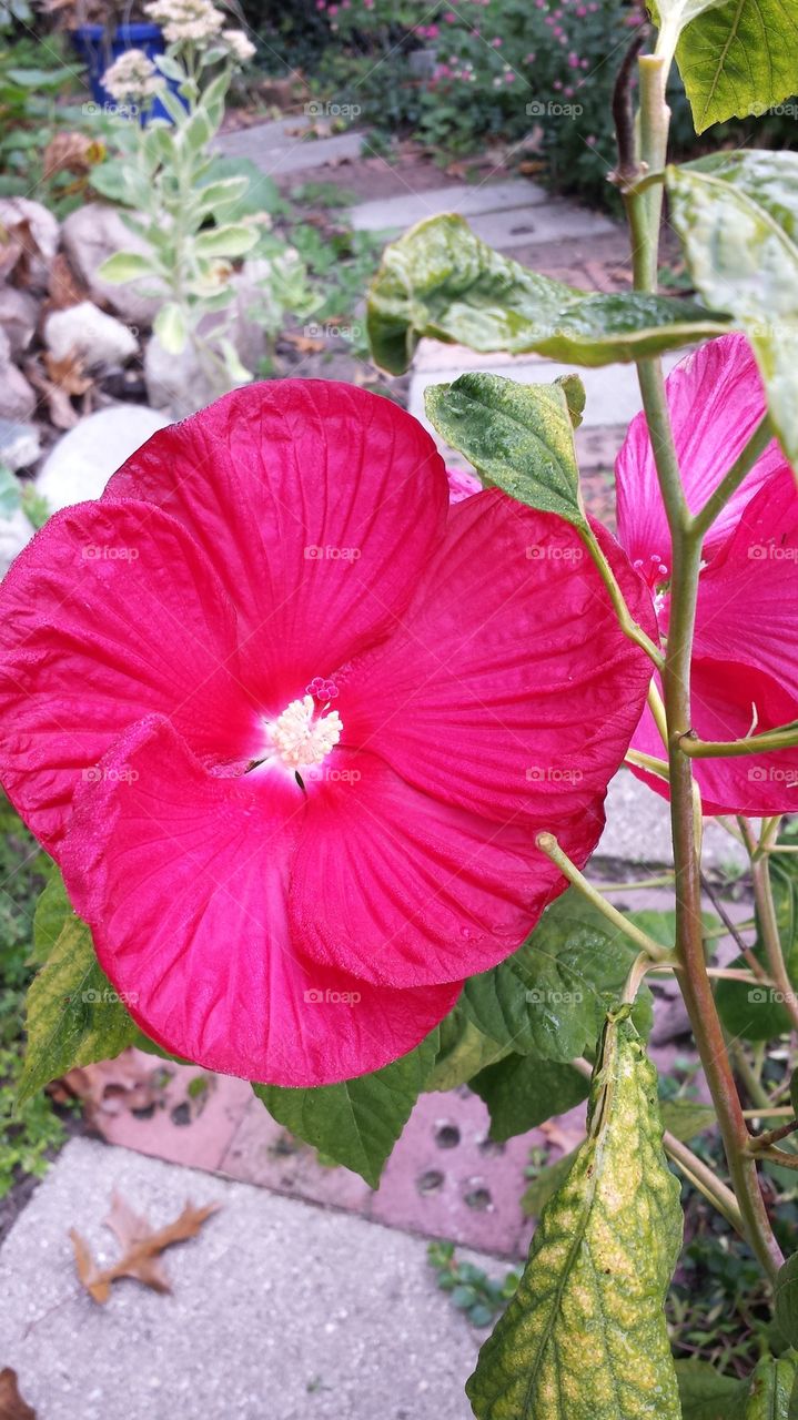 Hibiscus