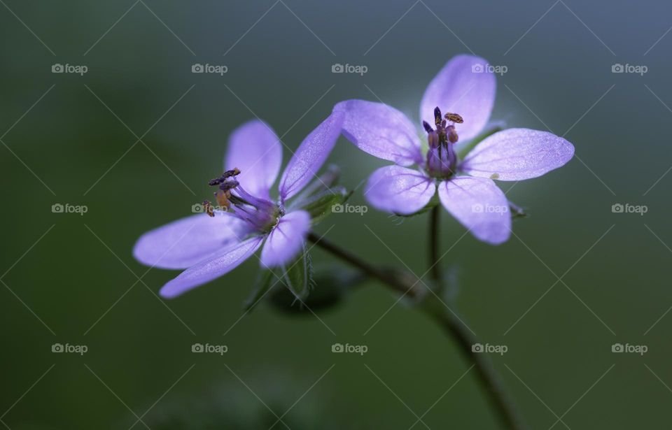 purple tiny flowers macro shot