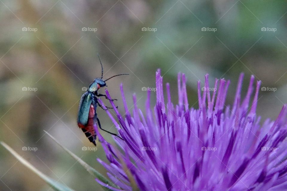 A bug on purple thistle flower