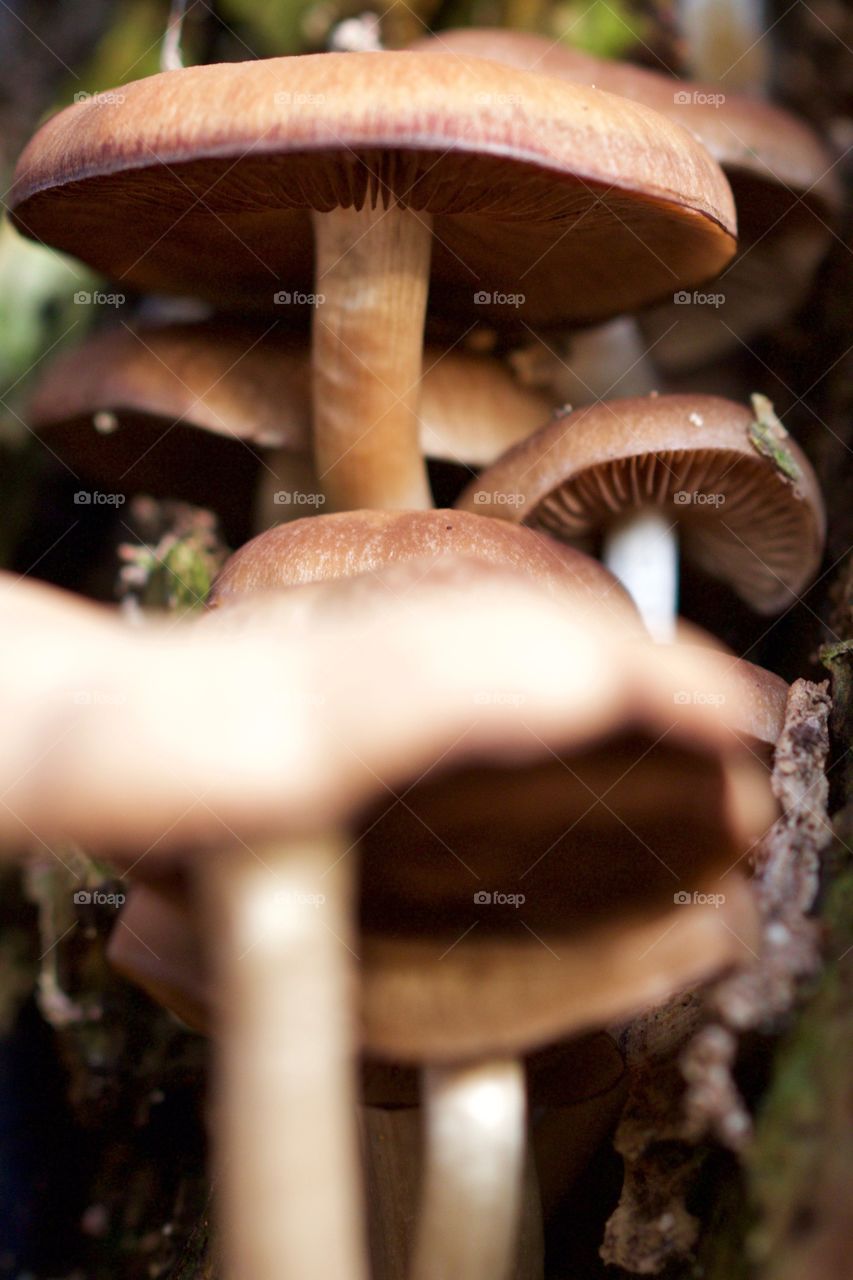 Close-up of mushroom