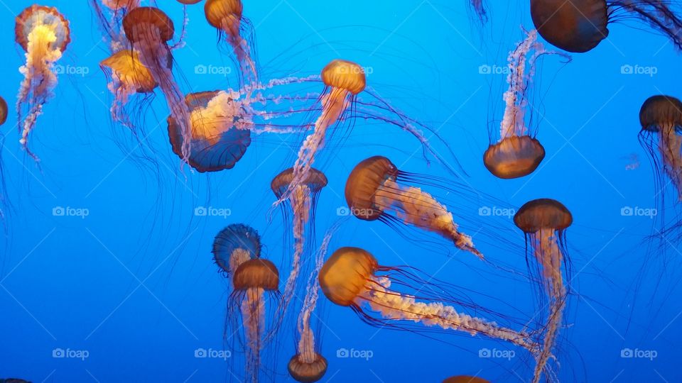 Monterey Aquarium Jellyfish Tank