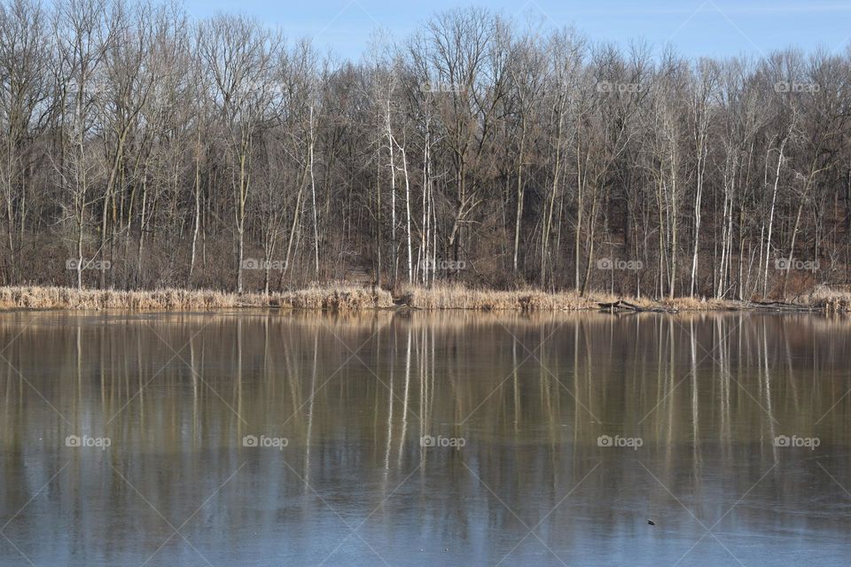 Trees reflect off the cold waters