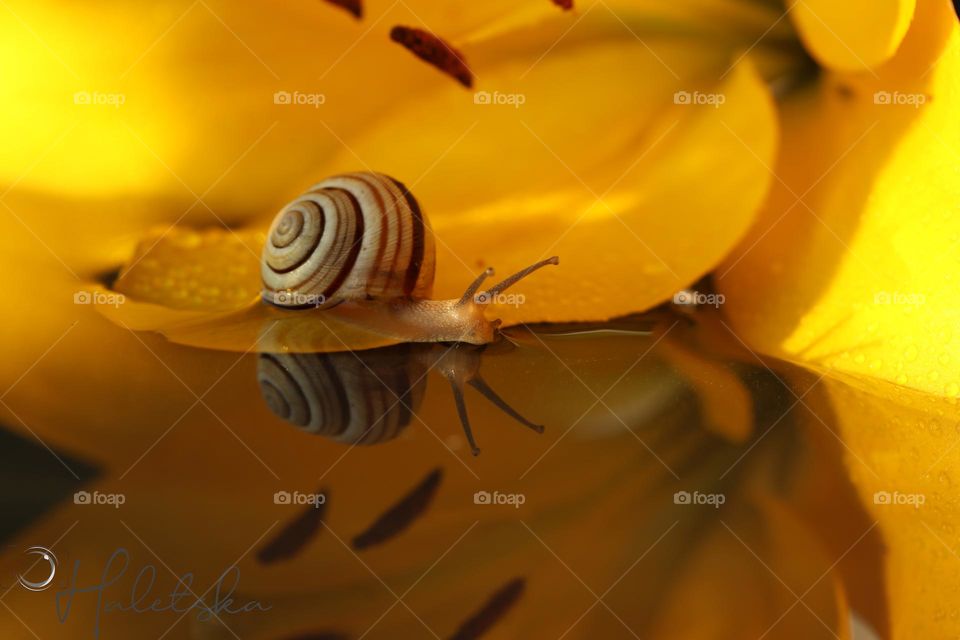 Little beautiful snail on the yellow flower