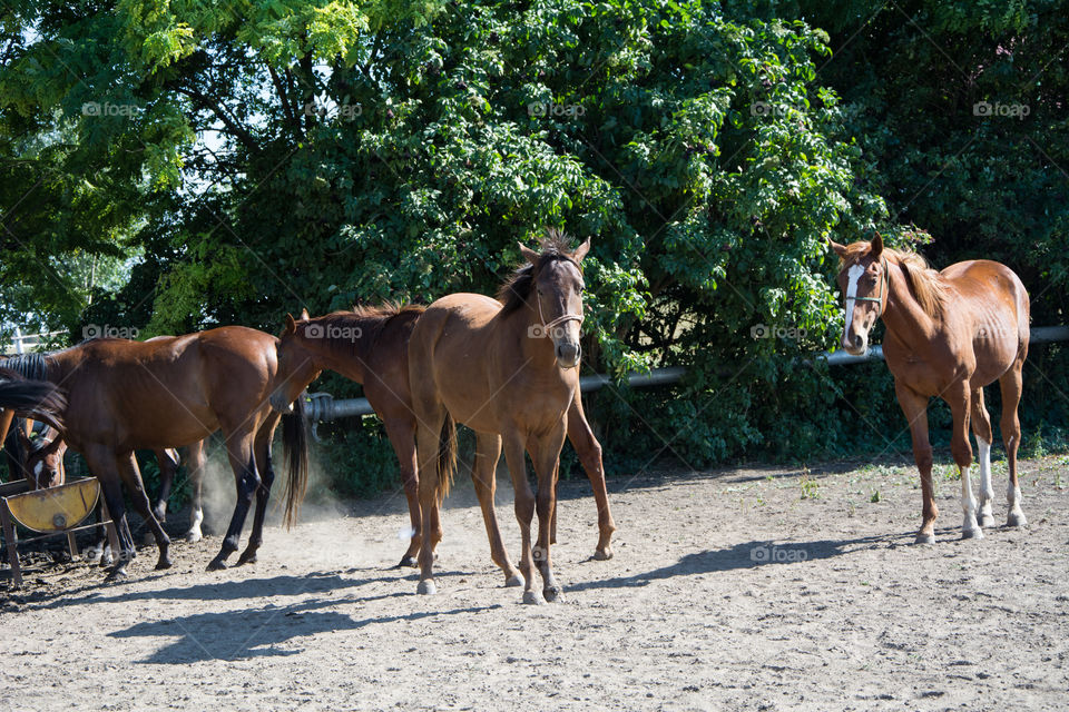 Horse on a farm.Sun and nature