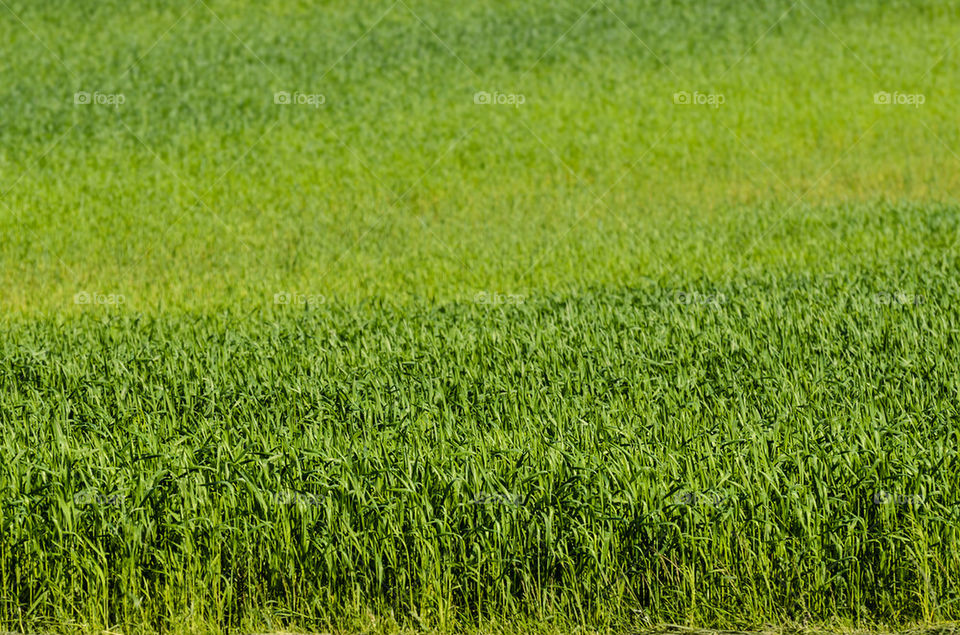 Green wheat field