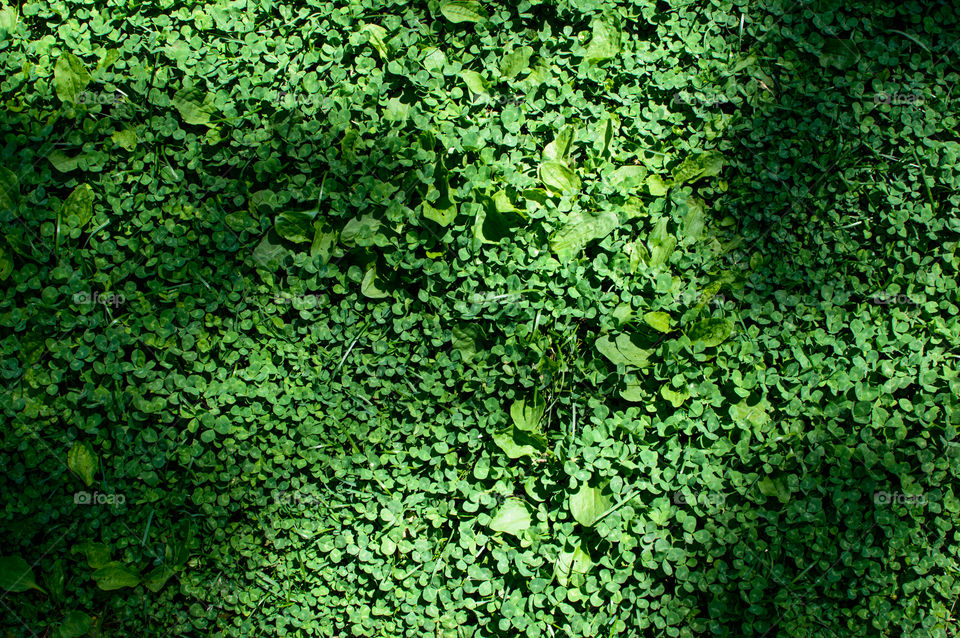 Field of clover where preparation meets opportunity symbolic business success and luck conceptual background photography 