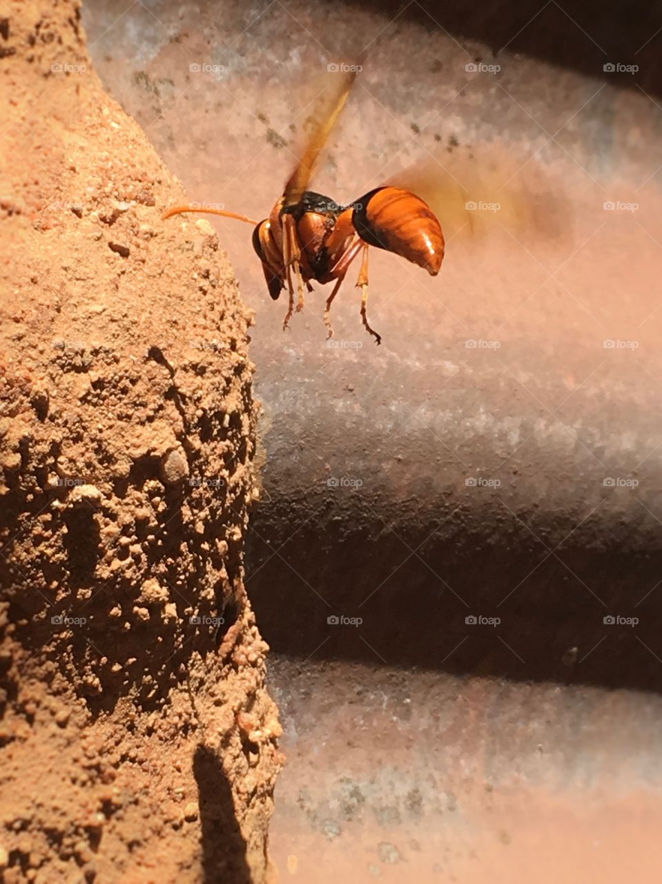 In flight, dauber mud wasp at nest feeding its young inside 