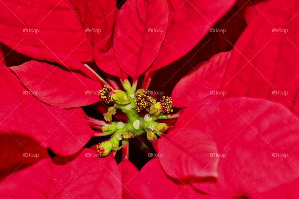 Poinsettia