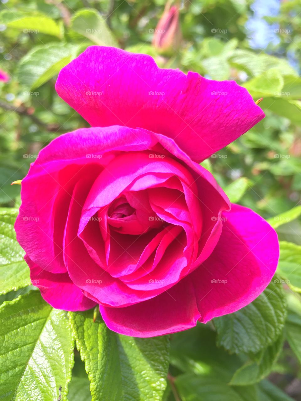 Rose One