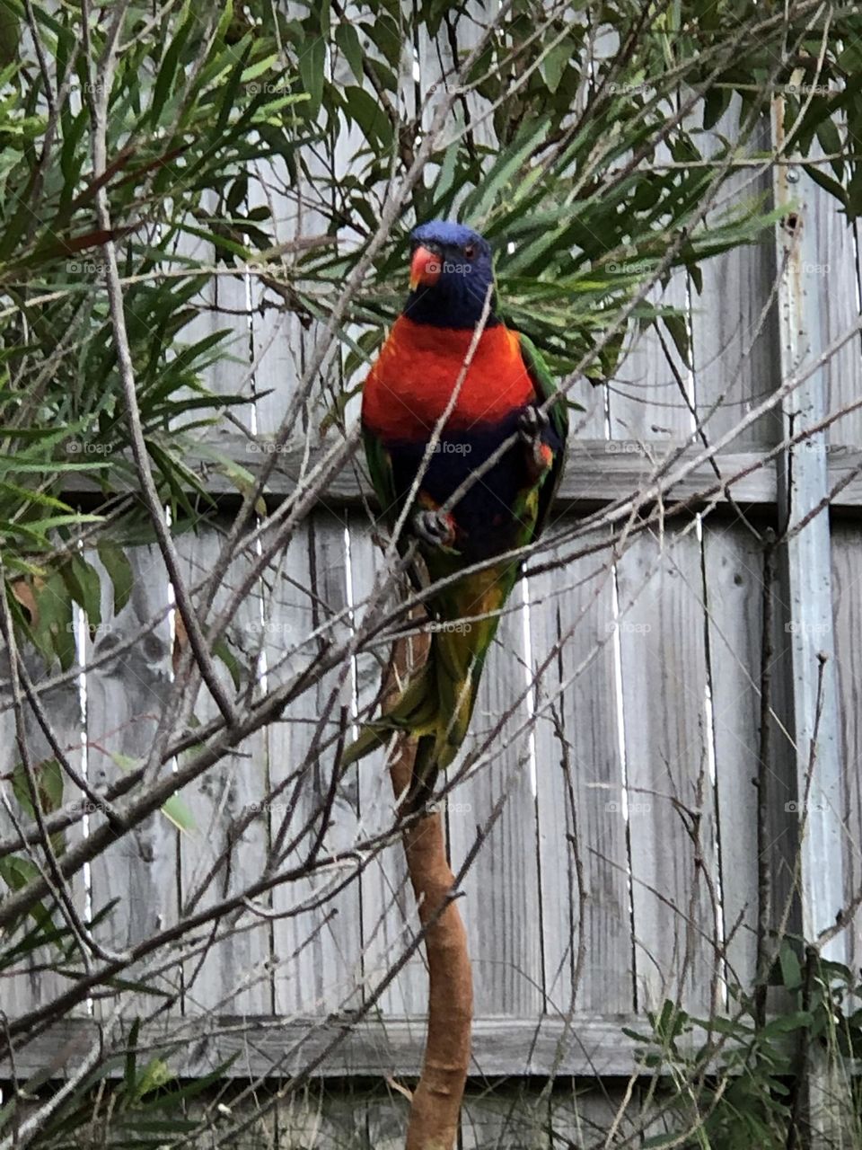 Lorikeet Lorrikeets are an Australian native bird they travel together in pairs or fly as a flock they defend nesting and feeding areas aggressively against other lorrikeets and bird species