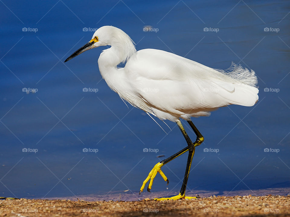 A gorgeous Snowy Egret walks slowly on shore as it searches for food