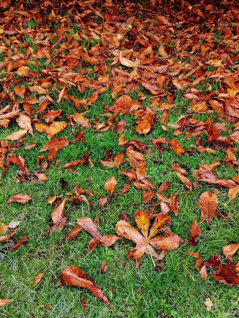 Blätter Winter