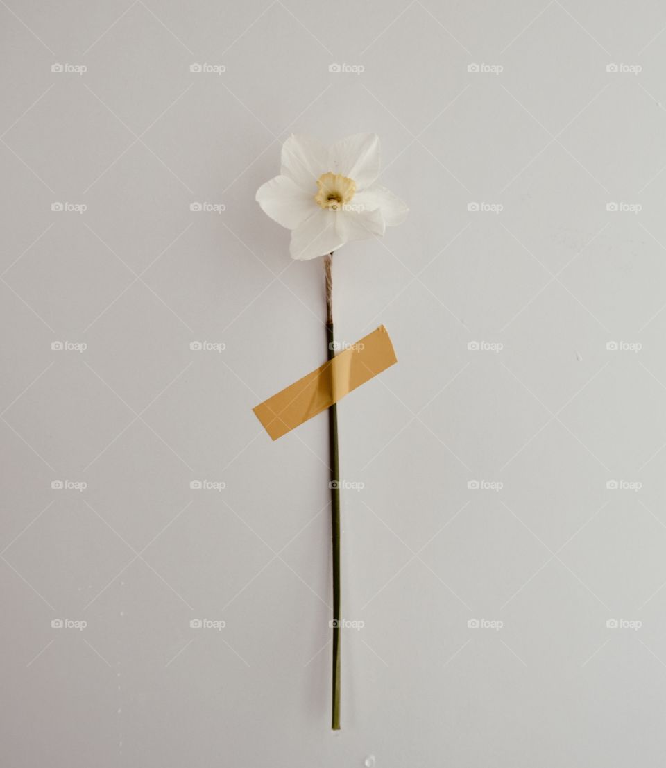 Flower of daffodils on a white wall 