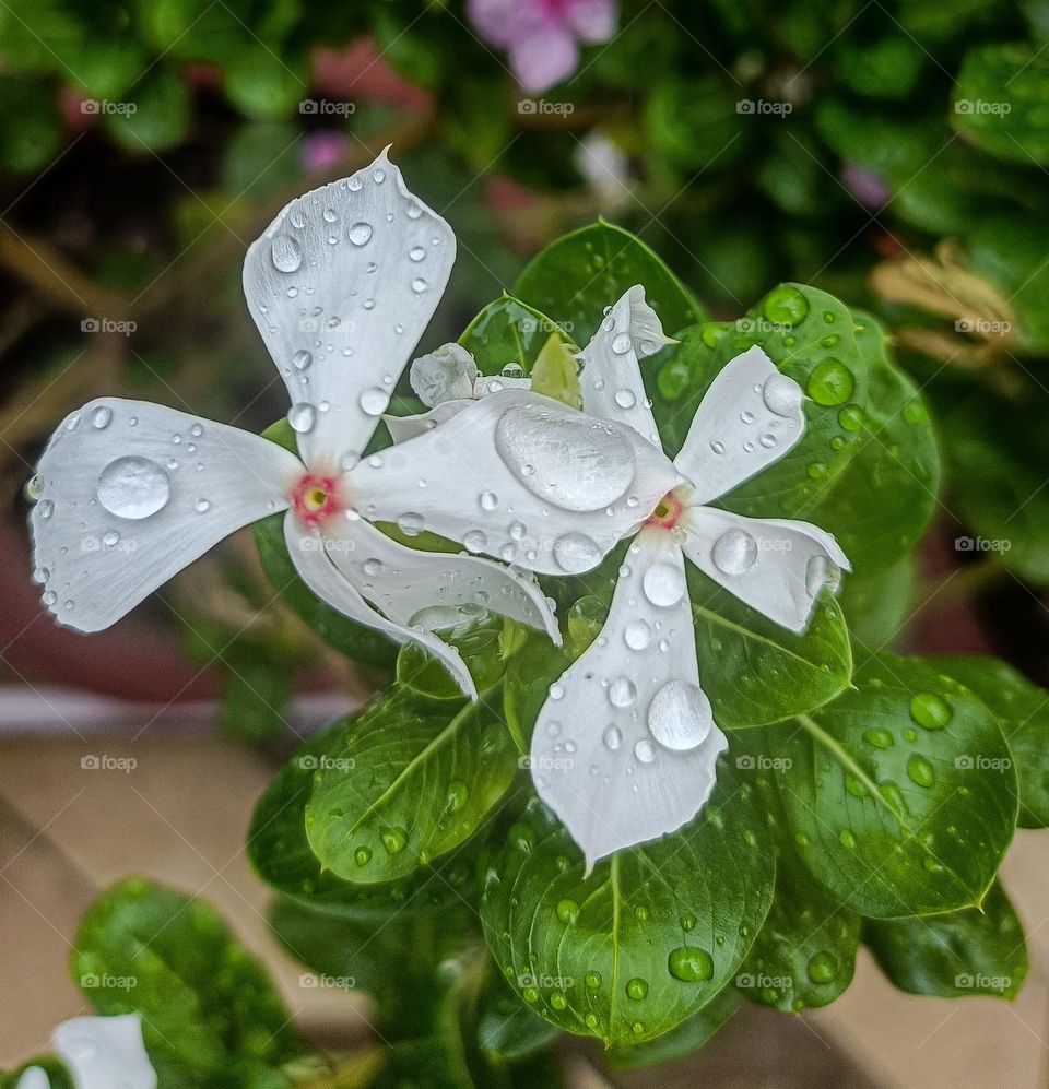 After Rain Flower