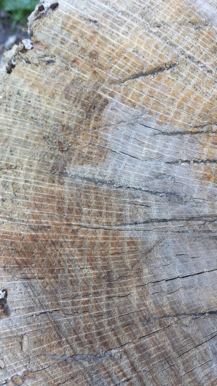 Wood Grain. Log