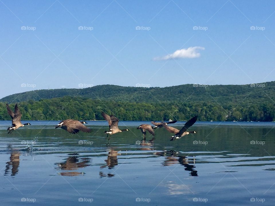 Practicing flight formation before they leave for the winter.