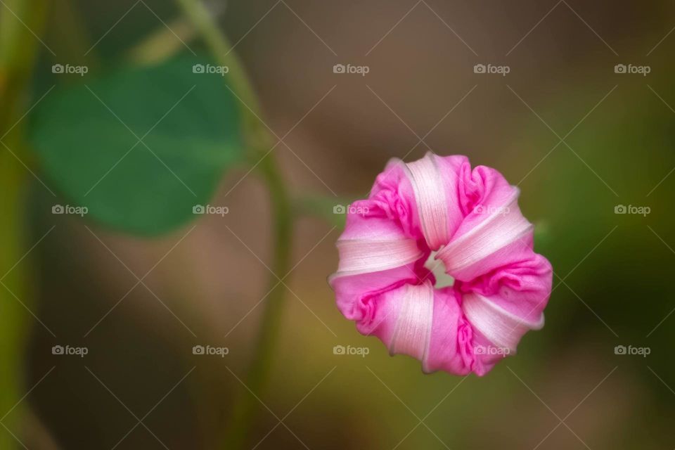 An unopened pink bloom of a Common Morning Glory (Ipomoea purpurea) 