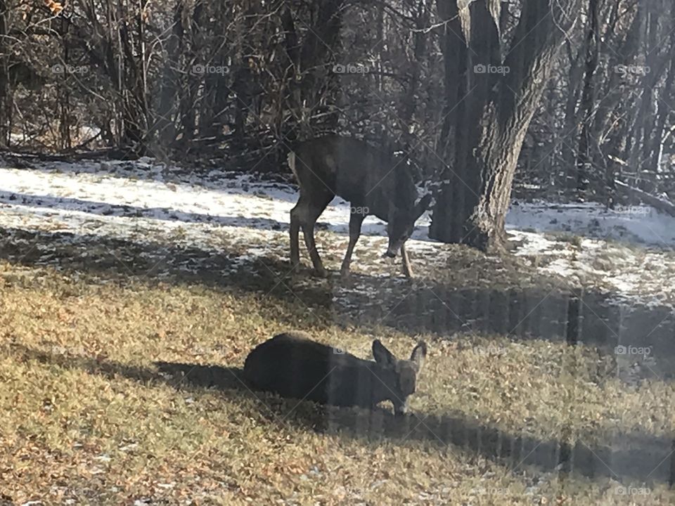 Two deer outside.