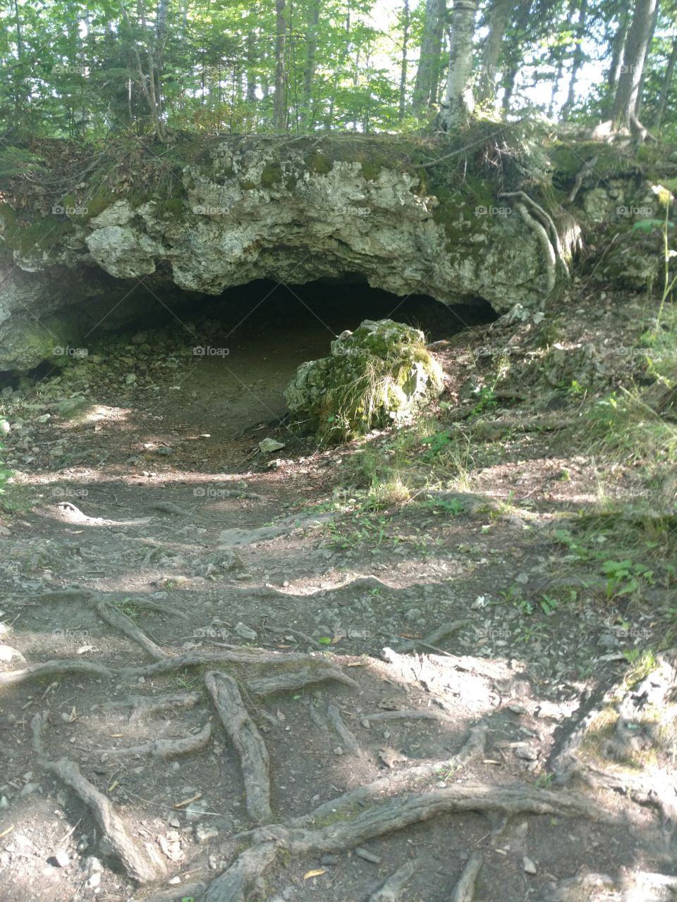 cave in Forest