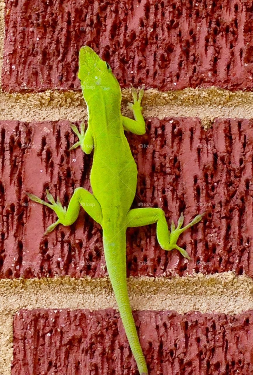 Green anole lizard
