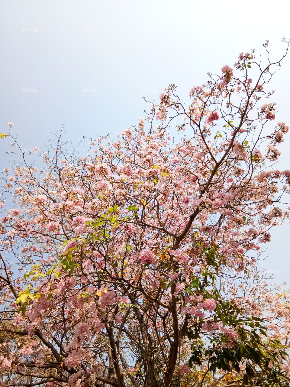 chompoo panthip
chompoo flower
flower
tree