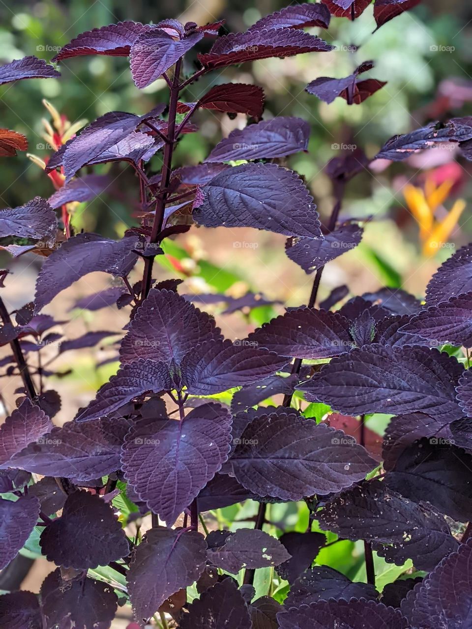 purple leaf plant🍂