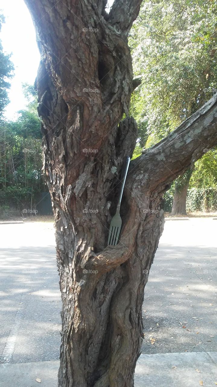 a fork in a tree