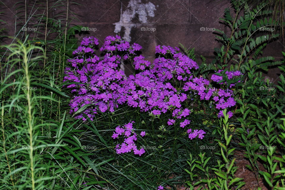 Purple flower