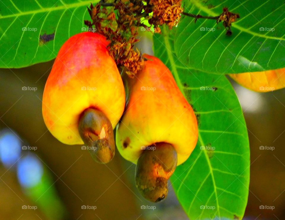 Cashew Fruit. Many  people don't know that the  cashewnuts grow out of the cashew fruit! They're everywhere in the north of Brazil!
