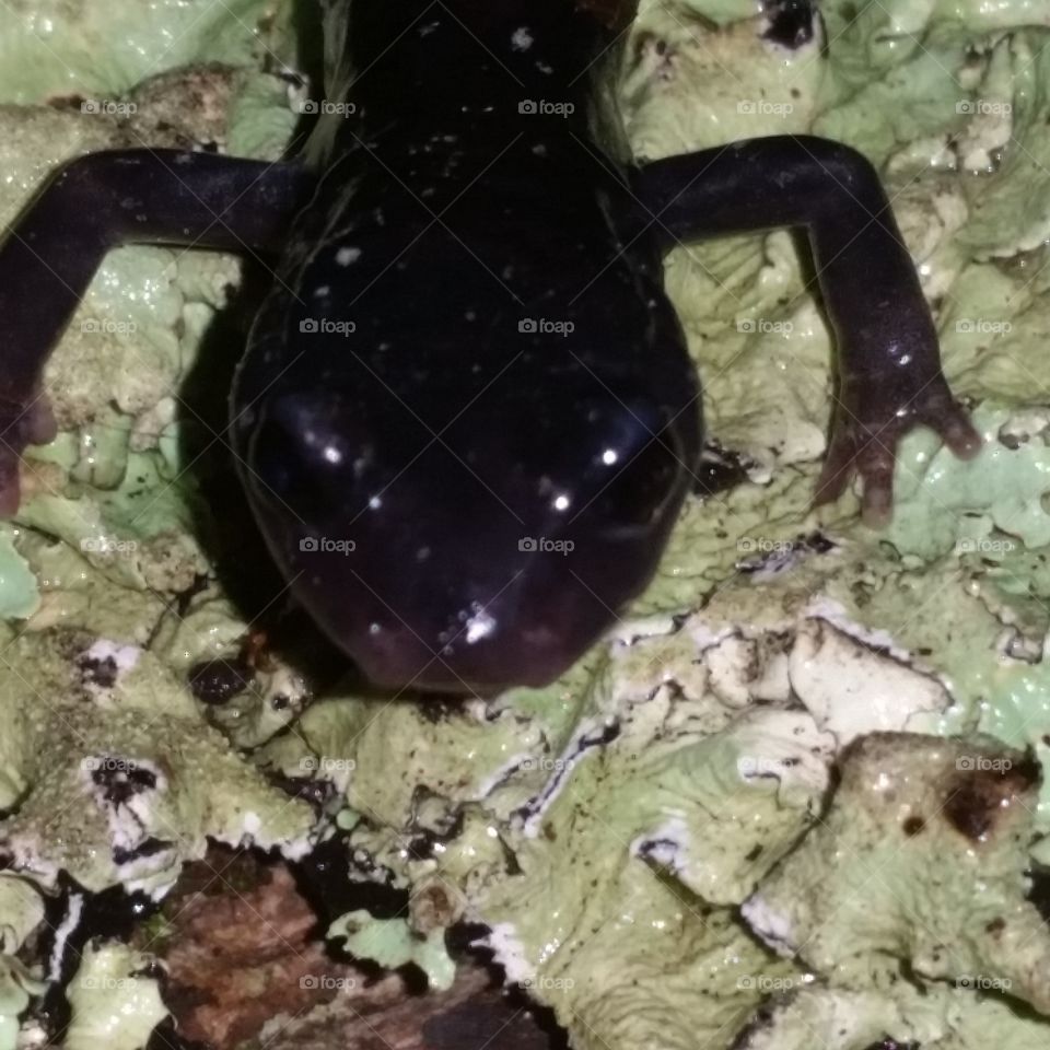 black salamander