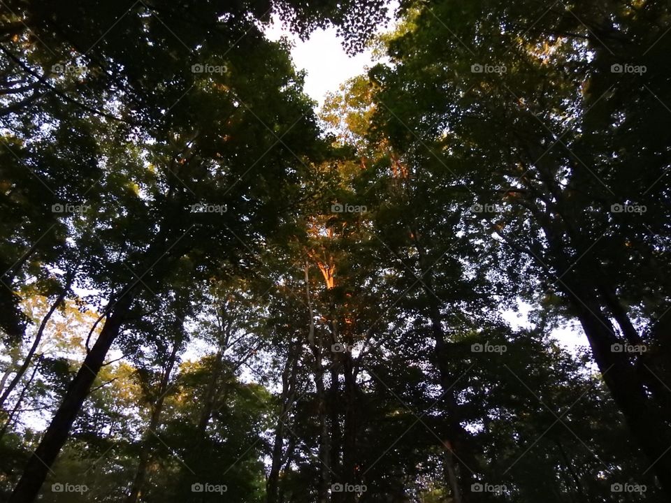 Tree, Leaf, Wood, No Person, Nature