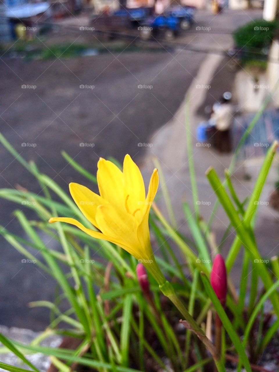 Flower